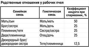  Родственные отношения у медоносной пчелы 