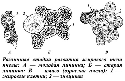 Жировое тело
